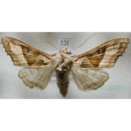 Phlogophora meticulosa (Linnaeus, 1758) Krokiewka lękliwica Czech32f